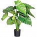 ALOCASIA CALIDORA Artificial Tree Plant