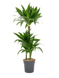 Impressive Corn Plant Dracaena fragrans 'Janet Craig' Tall Indoor House Plants Trees
