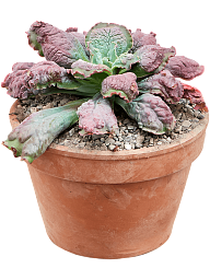 Easy-Care Chenille Plant Echeveria 'Pulvinata' Indoor House Plants