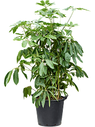 Cheerful Umbrella Tree Schefflera actinophylla 'Amate' Indoor House Plants