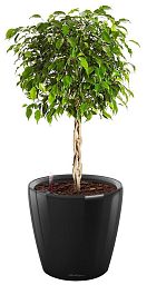 Ficus Benjamina Exotica in LECHUZA CLASSICO LS Self-watering Planter, Total Height 70 cm