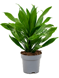 Photogenic Corn Plant Dracaena fragrans 'Green Jewel' Tall Indoor House Plants Trees