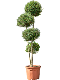 Ligustrum Jonandrum