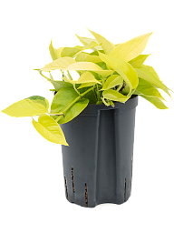 Shade-loving Satin Pothos Scindapsus (Epipremnum) 'Golden Pothos' Indoor House Plants