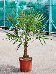Windmill Palm Tree Trachycarpus fortunei (300-350)
