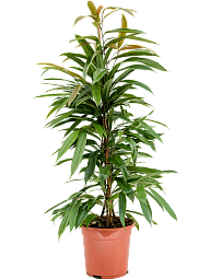 Lush Narrow-leaf Fig Ficus binnendijkii 'Amstel King' Tall Indoor House Plants Trees