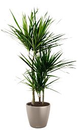 Dracaena Marginata in LECHUZA CLASSICO Color Self-watering Planter, Total Height 120 cm
