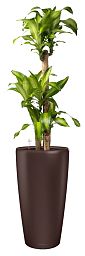 Dracaena Fragrans Massangeana in LECHUZA RONDO Self-watering Planter, Total Height 160 cm