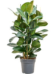 Lush Rubber Plant Ficus elastica 'Robusta' Indoor House Plants