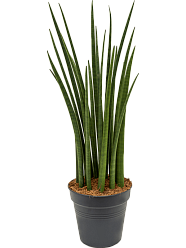 Trendy Snake Plant Sansevieria cylindrica 'Spikes' Indoor House Plants