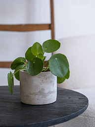 Lukas Concrete Round Planter by Idealist Premium