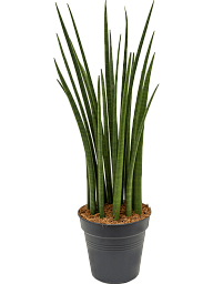 Trendy Snake Plant Sansevieria cylindrica 'Spikes' Indoor House Plants
