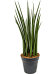 Trendy Snake Plant Sansevieria cylindrica 'Spikes' Indoor House Plants