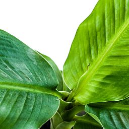 Lush Banana Plant Musa 'Dwarf Cavendish' Tall Indoor House Plants Trees