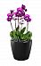 Blooming Orchids in LECHUZA CLASSICO LS Self-watering Planter, Total Height 60 cm