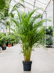 Lush Areca Palm Dypsis (Areca) lutescens Indoor House Plants