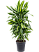 Colorful Corn Plant Dracaena fragrans 'Cintho'' Indoor House Plants