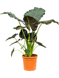 Lush Elephant Ear Alocasia 'Regal Shields' Indoor House Plants