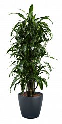 Dracaena Fragrans Arturo in LECHUZA CLASSICO Color Self-watering Planter, Total Height 160 cm