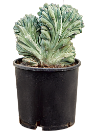 Easy-Care Bilberry Cactus Myrtillocactus geometrizans 'Cristata' Indoor House Plants
