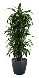 Dracaena Fragrans Arturo in LECHUZA CLASSICO Color Self-watering Planter, Total Height 160 cm