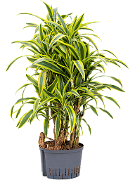 Colorful Corn Plant Dracaena fragrans 'Lemon Lime' Tall Indoor House Plants Trees