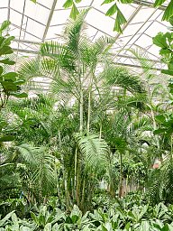 Lush Areca Palm Dypsis (Areca) lutescens Indoor House Plants