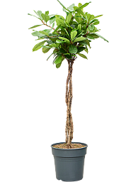 Lush African Fig Ficus cyathistipula Indoor House Plants