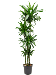 Impressive Corn Plant Dracaena fragrans 'Janet Craig' Tall Indoor House Plants Trees