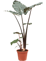 Easy-Care Elephant Ear Alocasia sarawakensis 'Yucatan Princess' Indoor House Plants