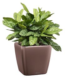 Aglaonema Stripes in LECHUZA QUADRO LS Self-watering Planter, Total Height 60 cm