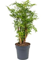 Lush Chinese Aralia (Polyscias) 'Ming' Indoor House Plants