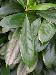 Lush African Fig Ficus cyathistipula Indoor House Plants