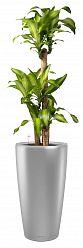 Dracaena Fragrans Massangeana in LECHUZA RONDO Self-watering Planter, Total Height 160 cm