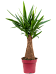 Insta-friendly Spineless Yucca elephantipes Tall Indoor House Plants Trees