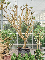 Easy-Care Candle Plant Senecio kleinia Indoor House Plants