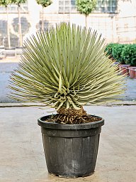 Yucca thompsoniana (70-90)