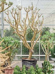 Easy-Care Candle Plant Senecio kleinia Indoor House Plants