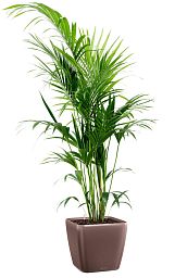 Howea Forsteriana in LECHUZA QUADRO LS Self-watering Planter, Total Height 160 cm