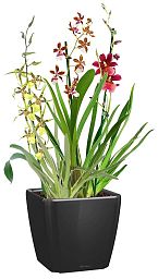 Blooming Orchids in LECHUZA QUADRO LS Self-watering Planter, Total Height 70 cm
