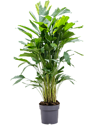 Lush Fishtail Palm Caryota mitis (650-725) Indoor House Plants