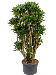 Easy-Care Corn Plant Dracaena fragrans 'Compacta' Indoor House Plants