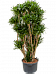 Easy-Care Corn Plant Dracaena fragrans 'Compacta' Indoor House Plants