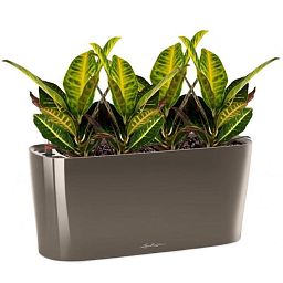 Codiaeum Sunny in LECHUZA DELTA Self-watering Planter, Total Height 55 cm