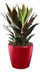 Cordyline in LECHUZA CLASSICO LS Self-watering Planter, Total Height 80 cm