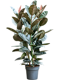 Lush Rubber Plant Ficus elastica 'Abidjan' Indoor House Plants