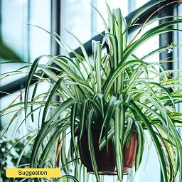 Cheerful Spider Plant Chlorophytum comosum 'Variegatum' Spider Plant Indoor House Plants