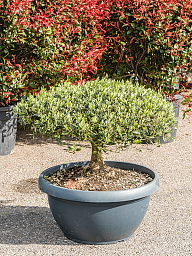 Showy Olive Olea europaea