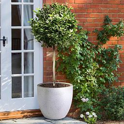 IDEALIST Lite Contemporary Light Concrete Egg Planter
