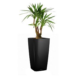 Yucca in LECHUZA CUBICO Self-watering Planter, Total Height 110 cm